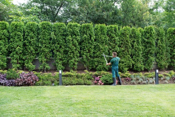 Best Lawn Pest Prevention  in Westchester, IL